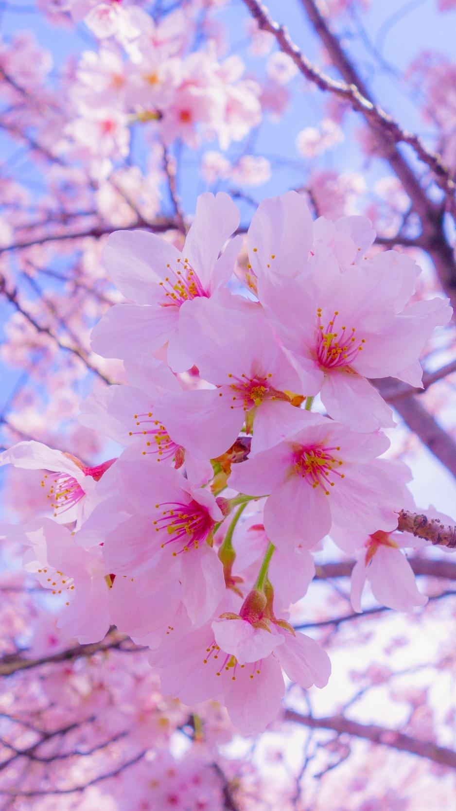 940x1670 Wallpaper Sakura, Flowers, Bloom, Spring, Pink, Phone