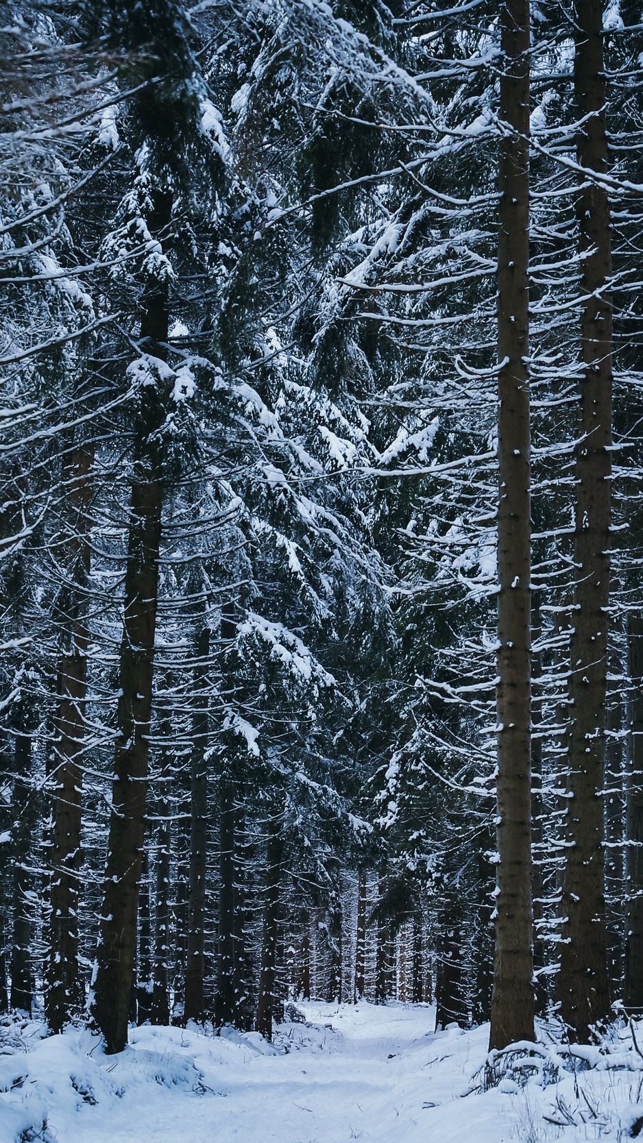 940x1670 Download Wallpaper  Forest, Winter, Trees, Snow Iphone 8 7 6s 6 For Parallax HD Background, Phone