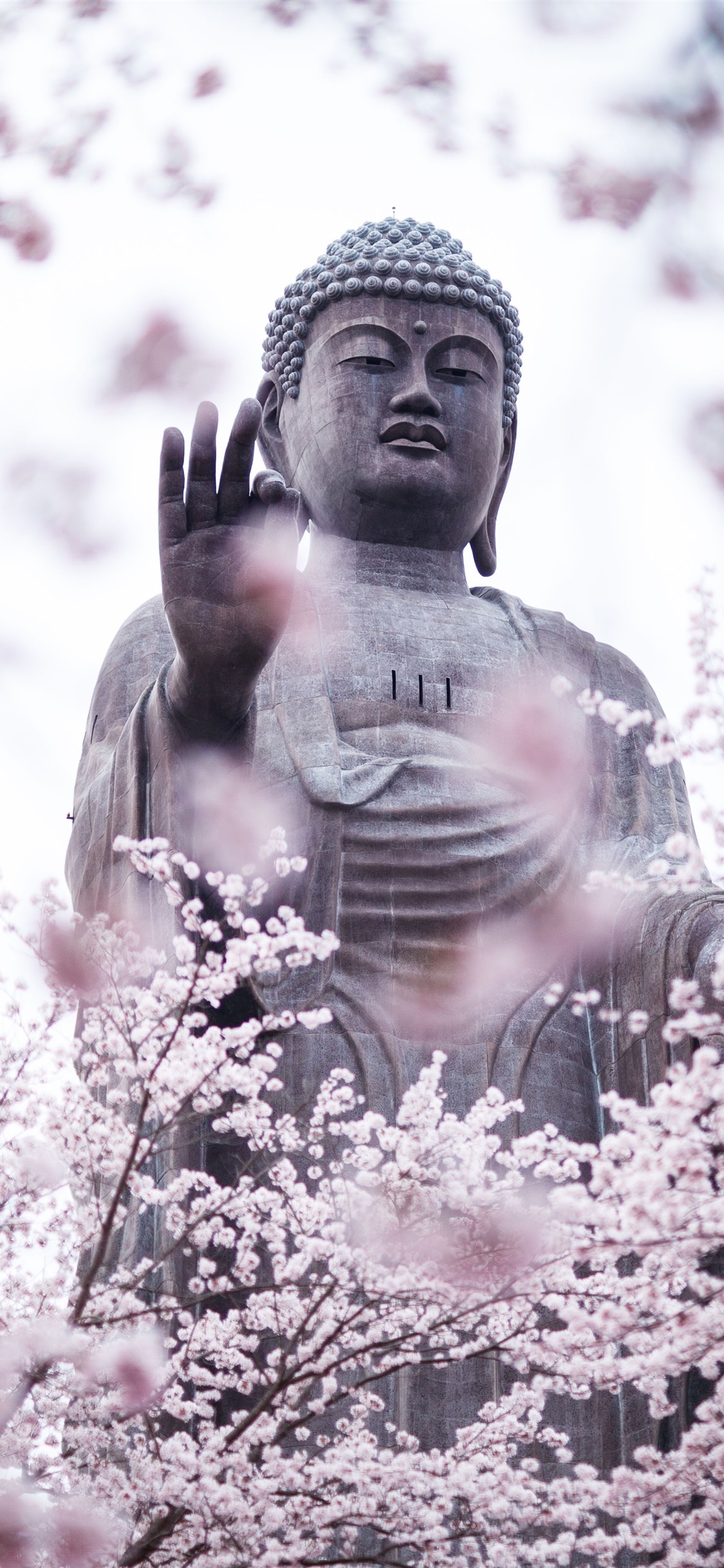 1130x2440 Cherry Blossoms, Buddha, Statue  IPhone 11 Pro XS X Wallpaper, Background, Picture, Image, Phone