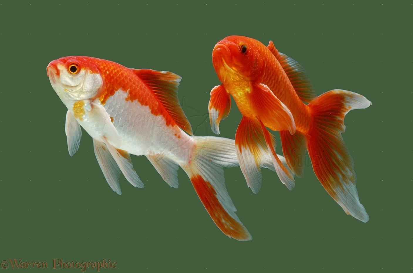 1410x940 Goldfish Fish Facts & Wallpaper Picture Download, Desktop