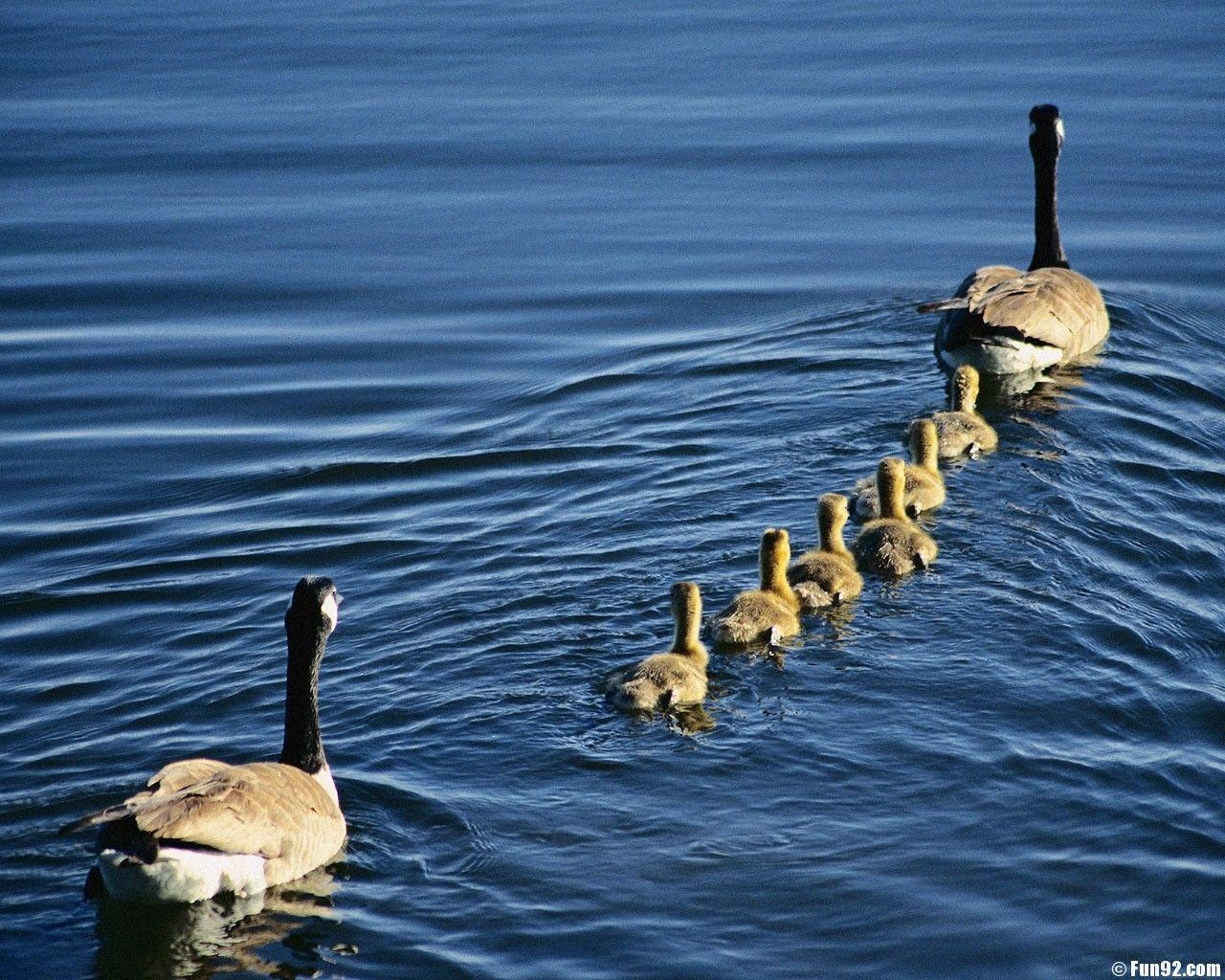 1280x1030 Goose Wallpaper, Desktop