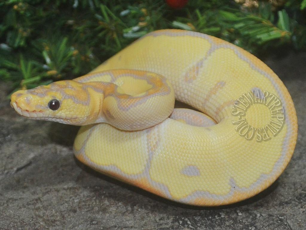 1030x770 Introducing the 2018 Ball Python Holdbacks, Desktop