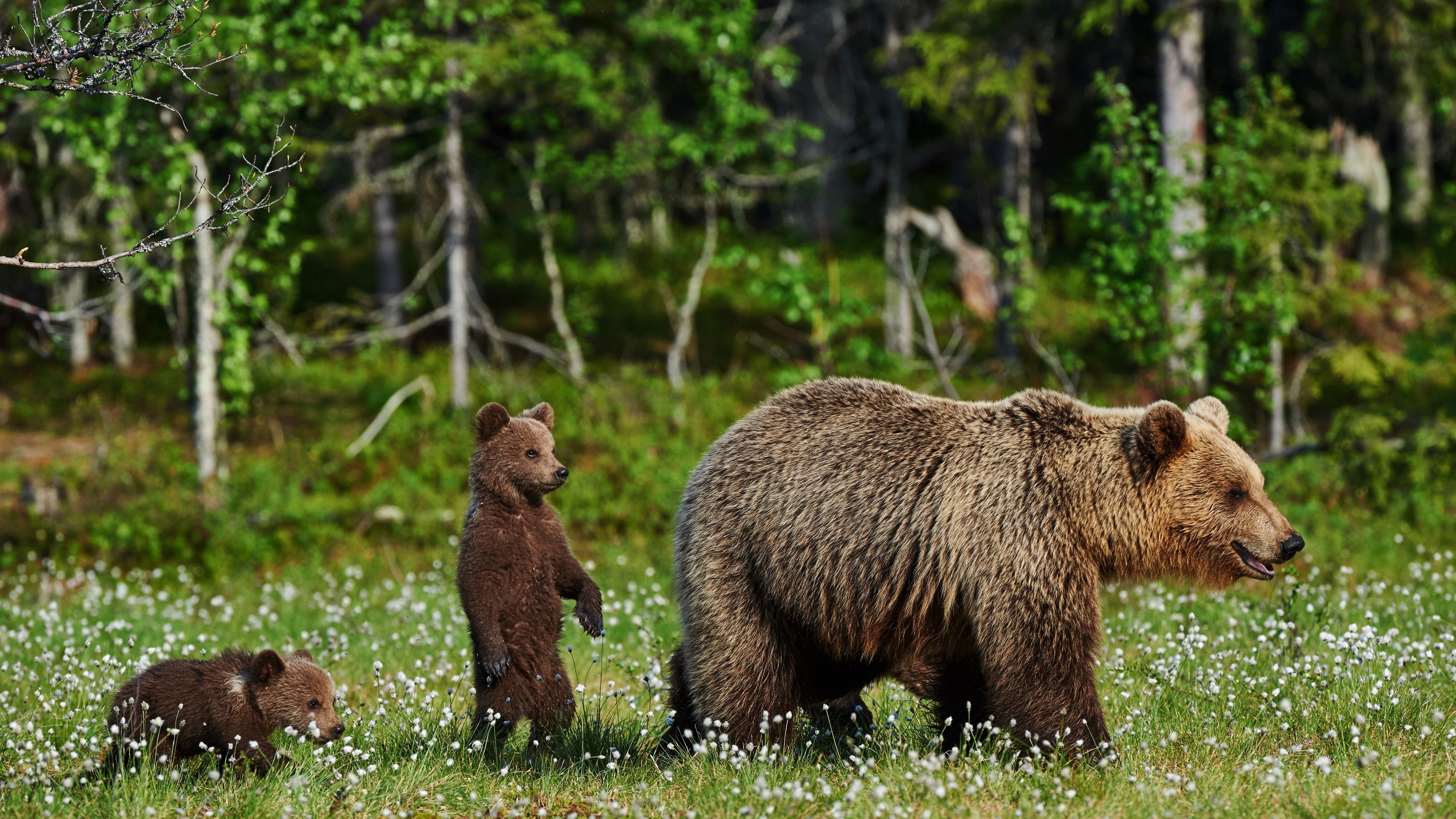 3840x2160 Wallpaper Bears, family, flowers  UHD 4K Picture, Image, Desktop