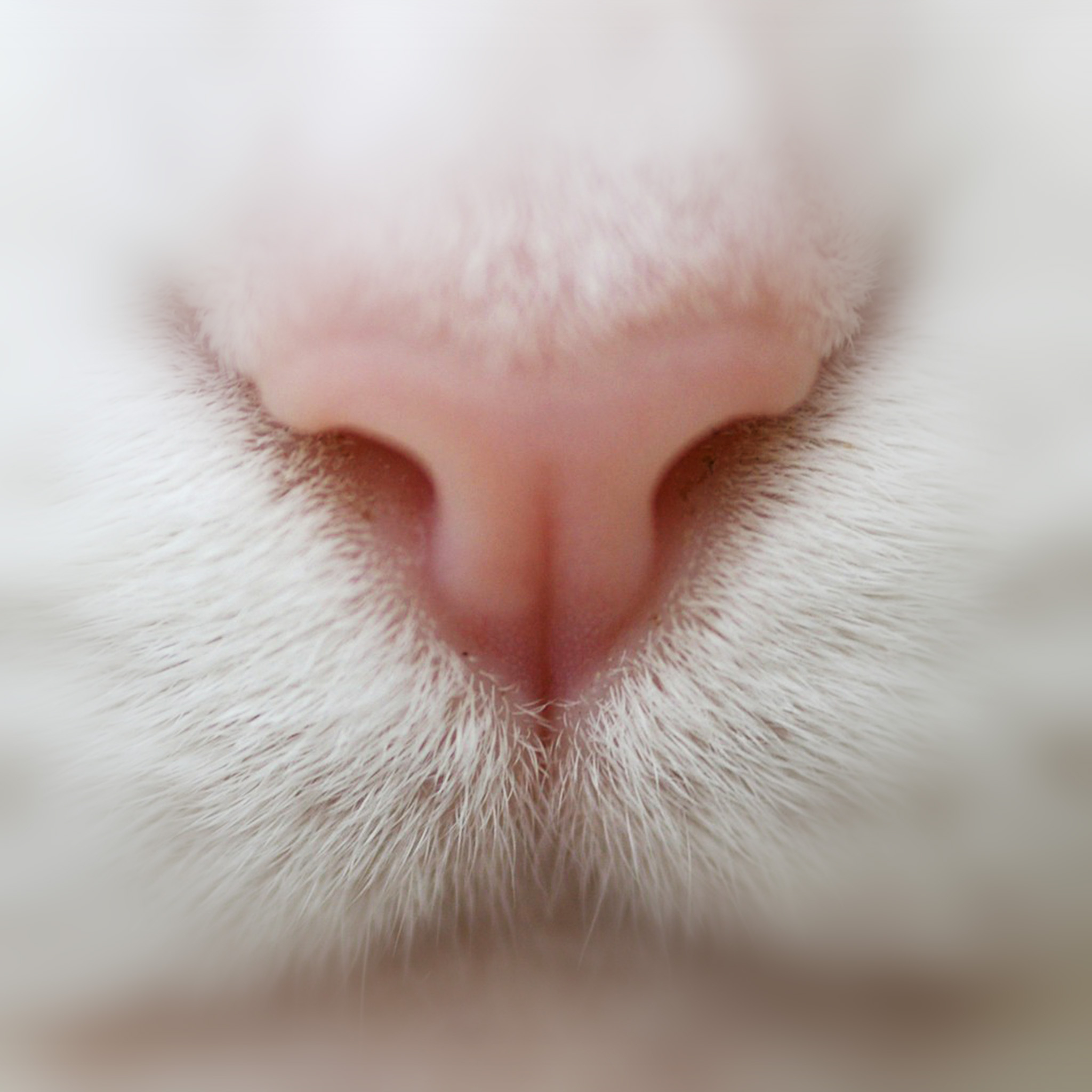 2050x2050 Cat Nose Cute White Pink Animal, Phone