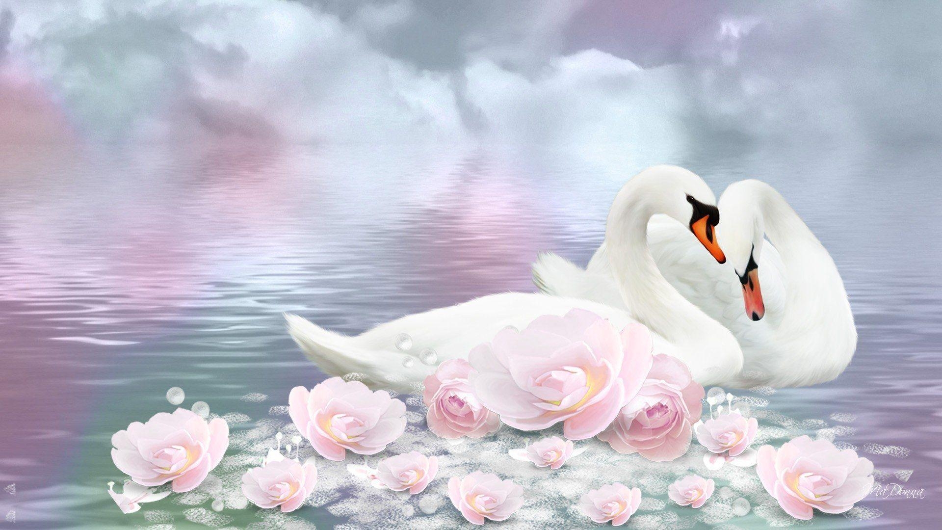 1920x1080 Swan HD Wallpaper, Desktop