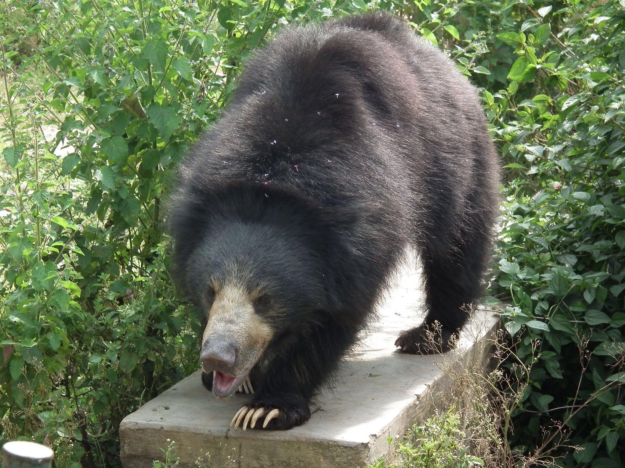 2050x1540 Indian sloth bear the real life baloo. Sloth bear, Bear, Desktop