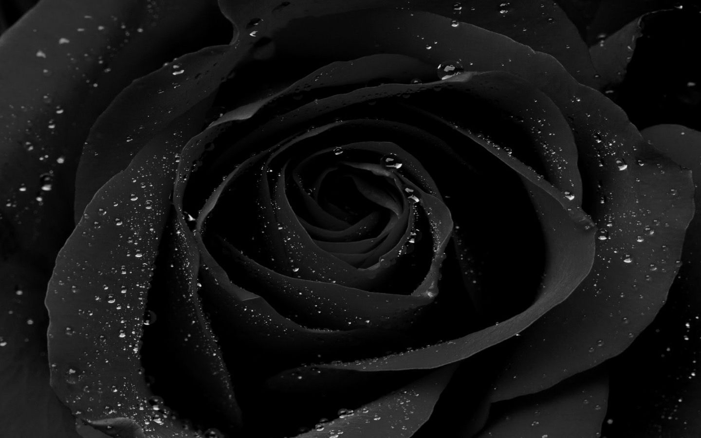 1440x900 Black Rose HD Wallpaper. HD Wallpaper digitalhint.net. Black, Desktop