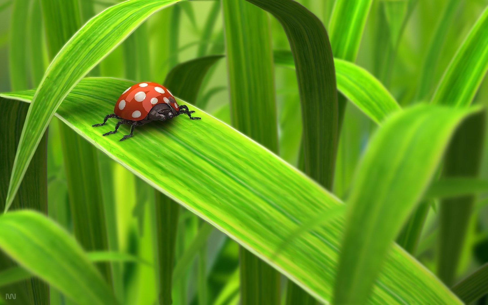 1680x1050 Ladybug HD Wallpaper and Background Image, Desktop