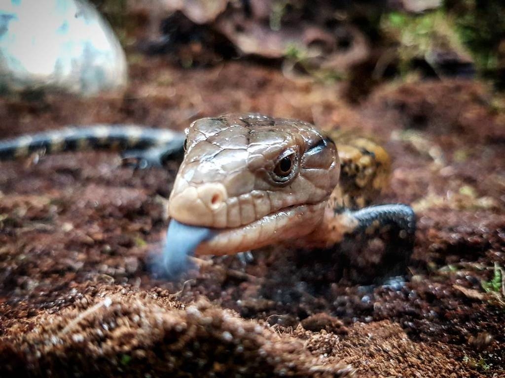 1030x770 Urban Jungle Mcr Blue Tongue Skink, Desktop