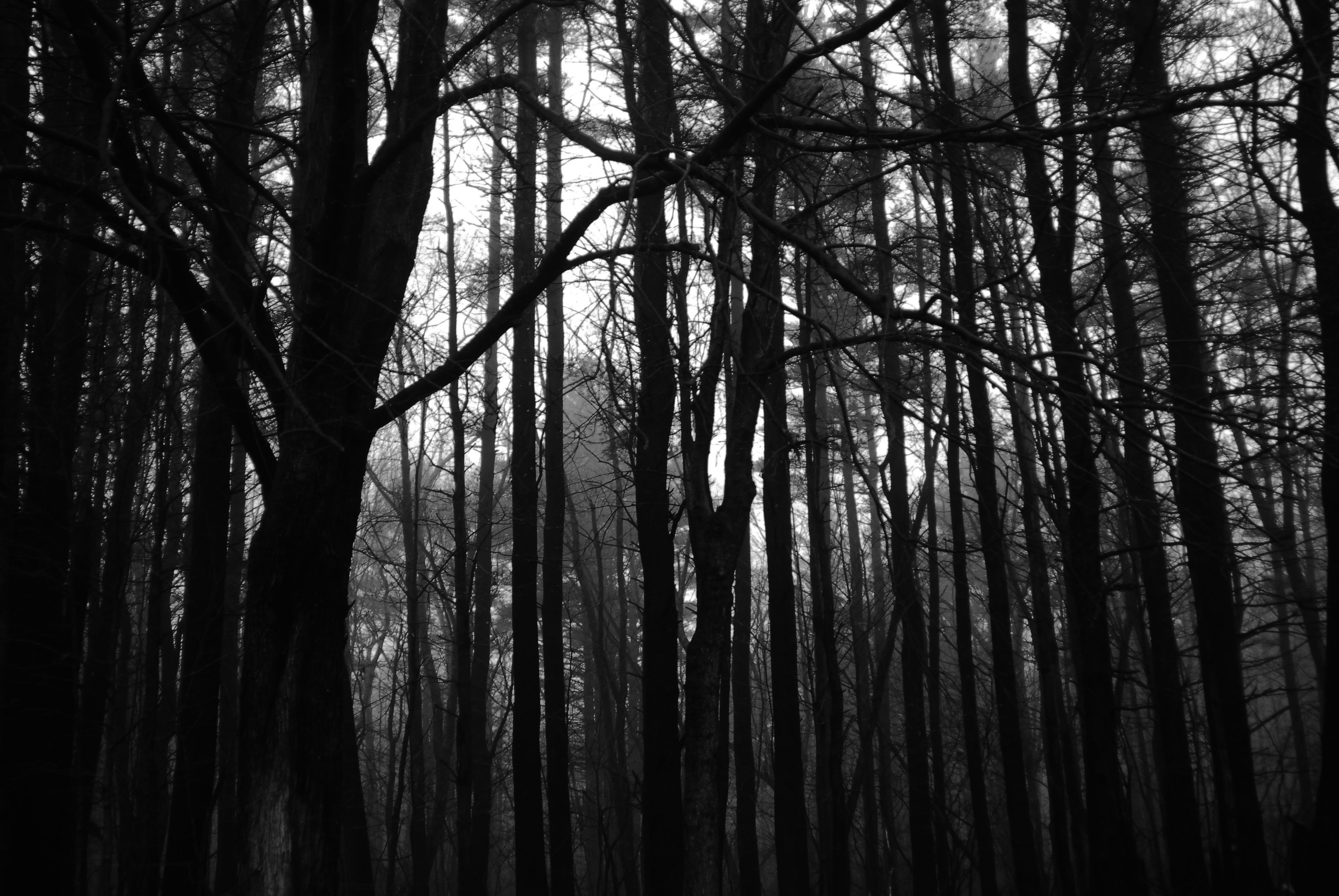 3880x2600 Creepy Forest Background, Desktop