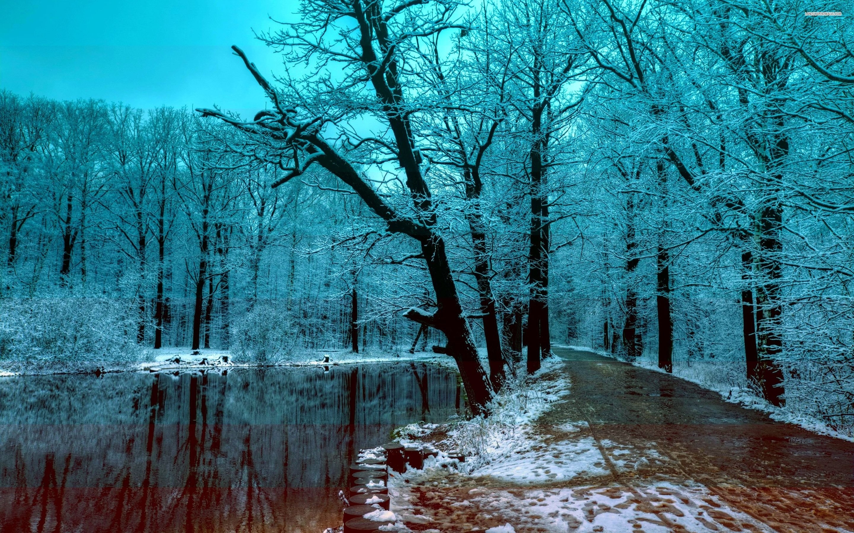 2880x1800 Winter Forest Wallpaper, Desktop