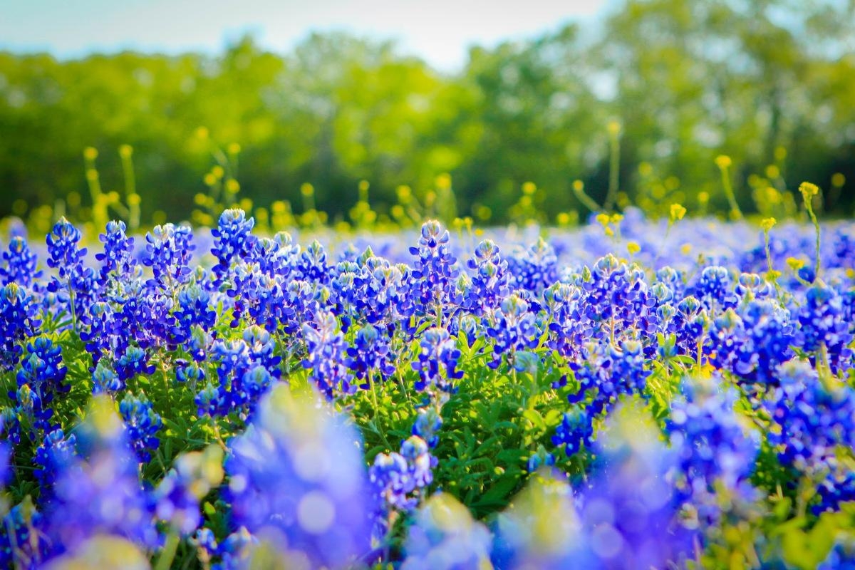 1200x800 Texas Bluebonnets Wallpaper and Background Image, Desktop