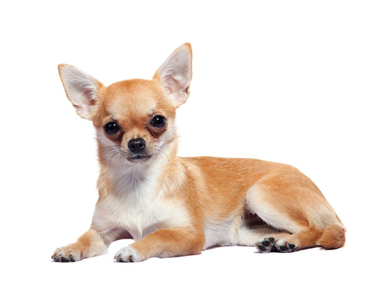 1250x960 Chihuahua PNG HD Transparent Chihuahua HD PNG Image, Desktop