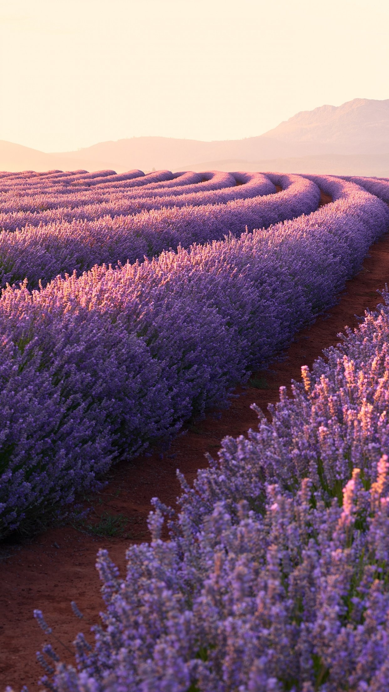 1250x2210 Lavender fields Wallpaper 4K, Lavender flowers, Sunrise, Mountains, Pattern, Nature, Phone