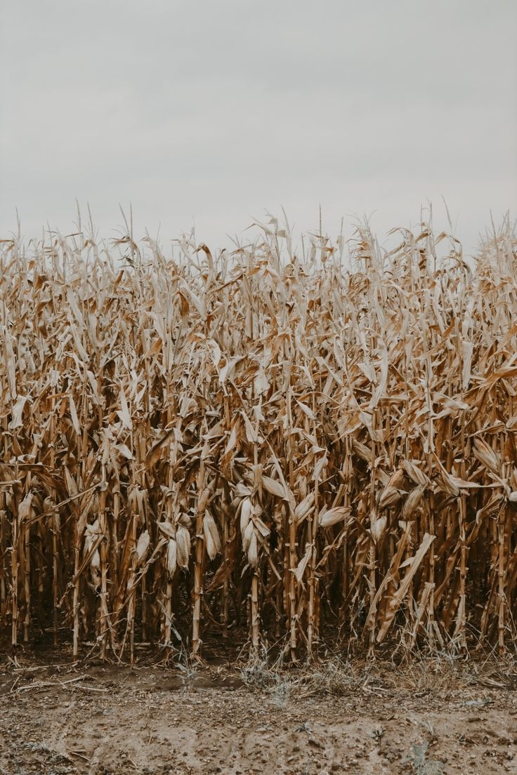 740x1110 fall harvest cornfield. Country background, Western photography, Fall wallpaper, Phone