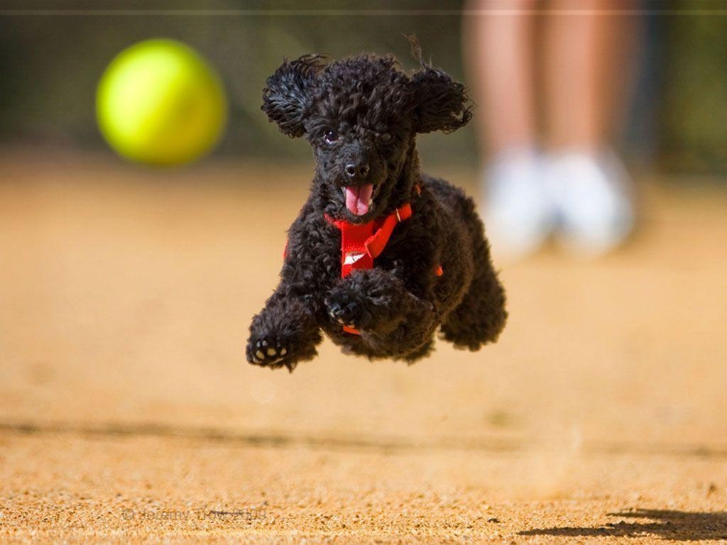 1030x770 Poodle is running for a ball wallpaper, Desktop