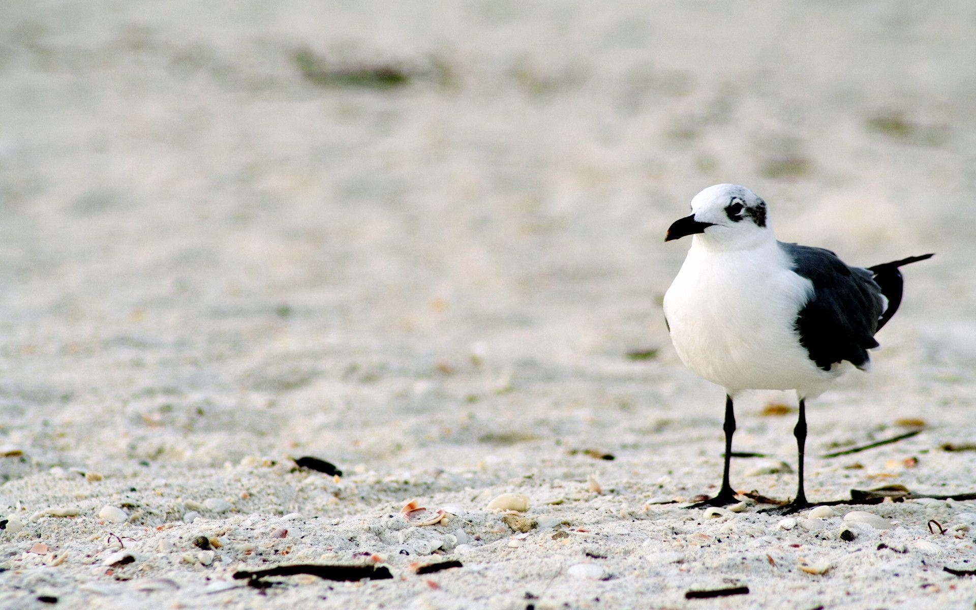 1920x1200 Beautiful seagull, Desktop