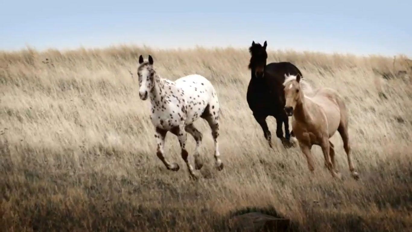 1370x770 wild horses wallpaper, Desktop