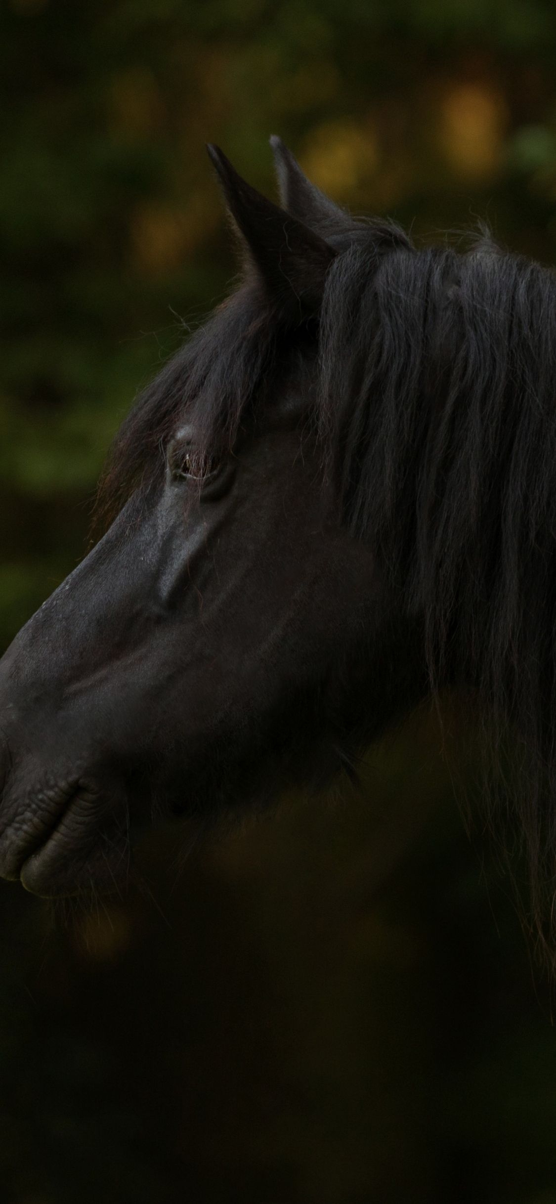 1130x2440 Download  wallpaper black horse, animal, muzzle, iphone x, Phone