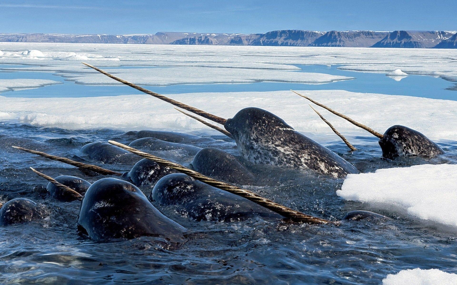 1920x1200 Ice narwhal wallpaper. PC, Desktop