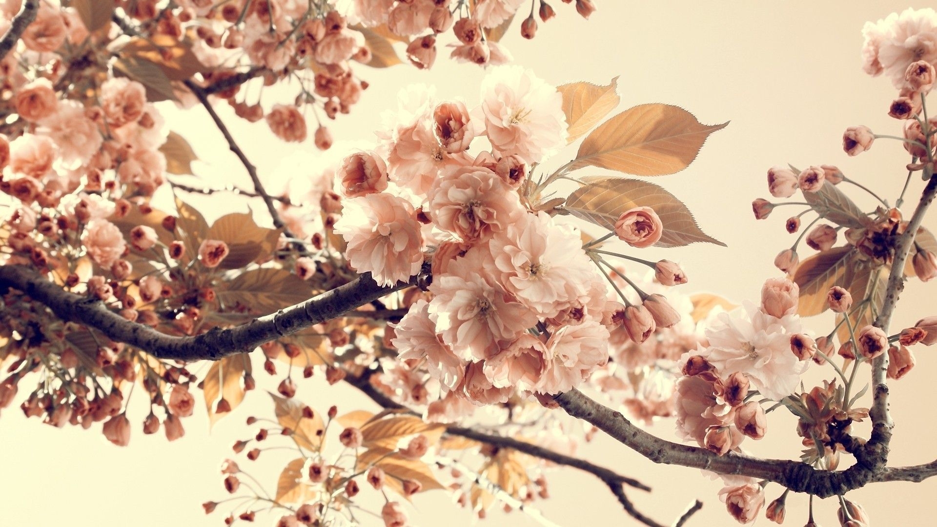 1920x1080 Vintage Spring Desktop Wallpaper Free Vintage Spring Desktop Background, Desktop