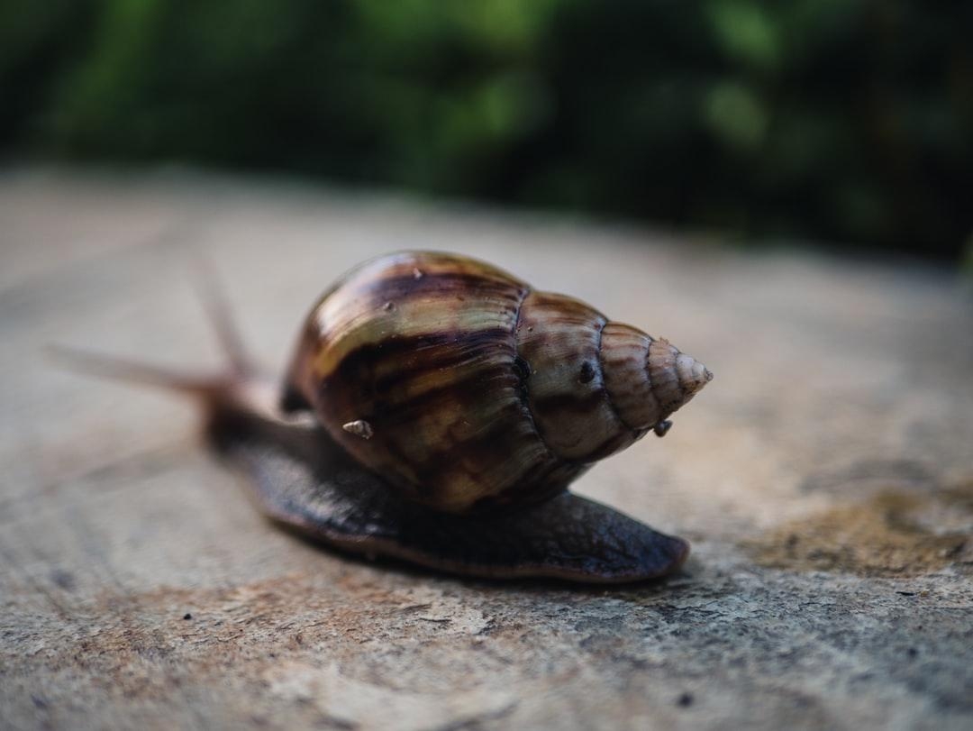 1080x820 Sea Snail Picture. Download Free Image, Desktop