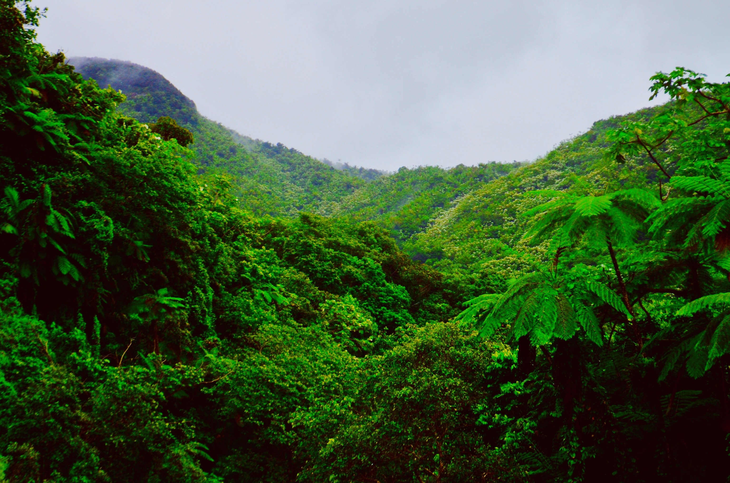 3080x2040 Engaging Rainforest Photo, Desktop