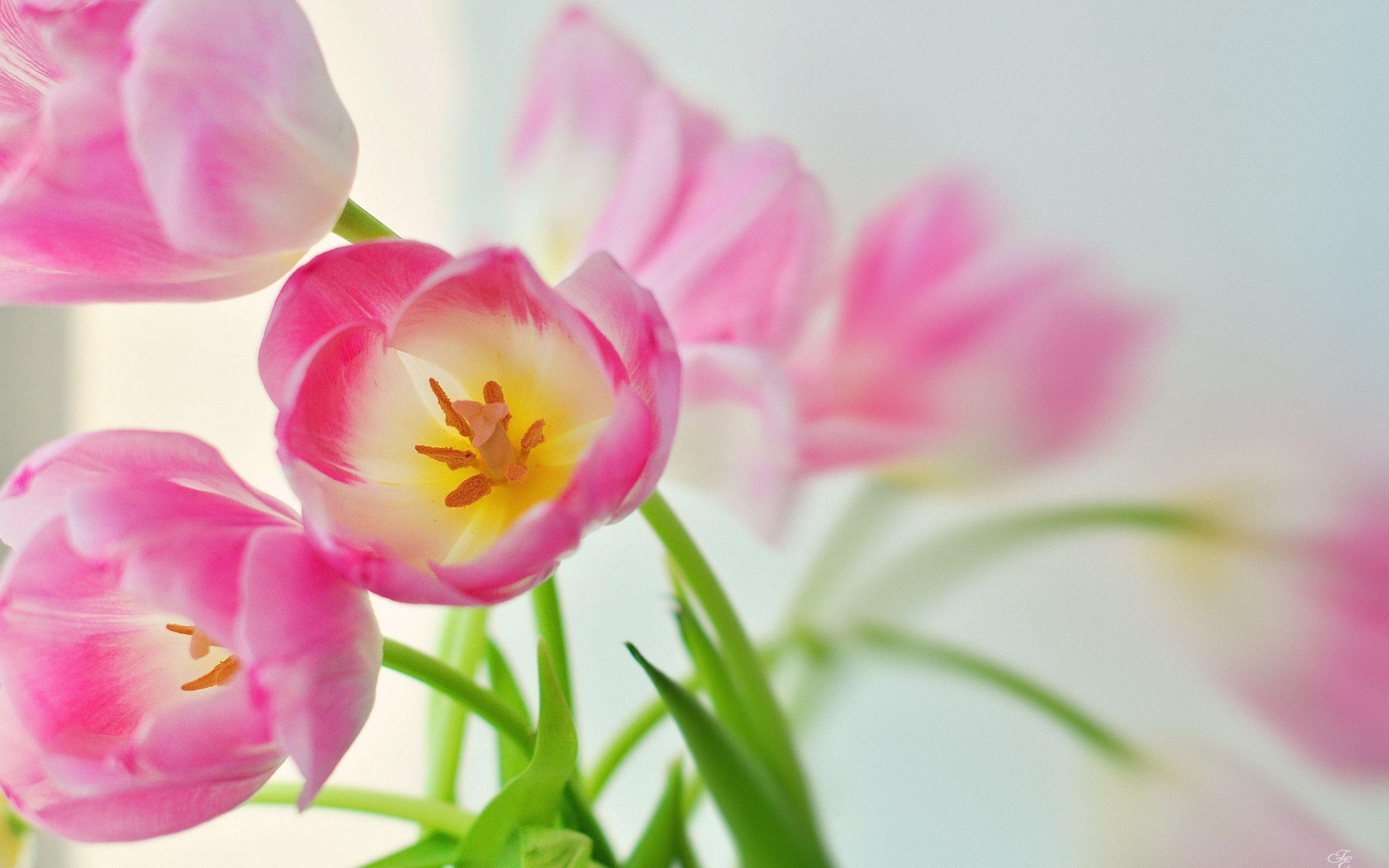 2560x1600 Pink Tulip Flower HD Wallpaper. TanukinoSippo, Desktop