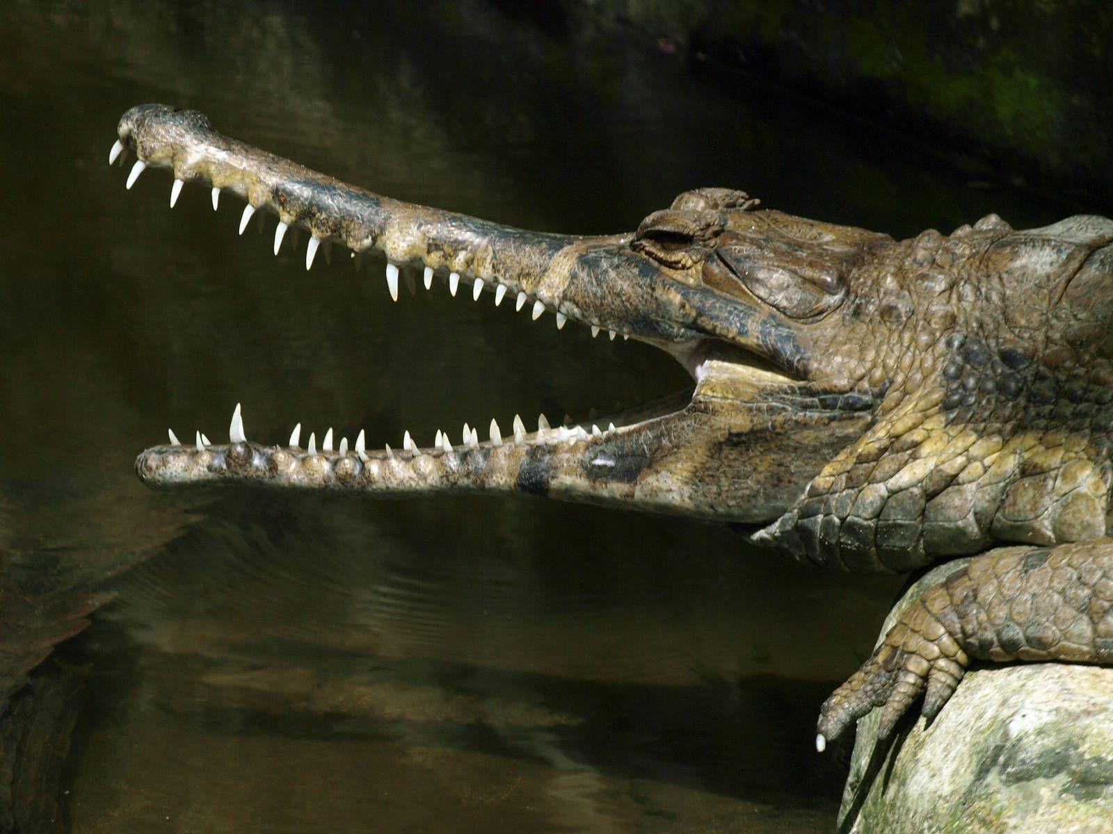 1600x1200 False Gharial (Tomistoma schlegelii). Crocodiles, Reptiles, Desktop