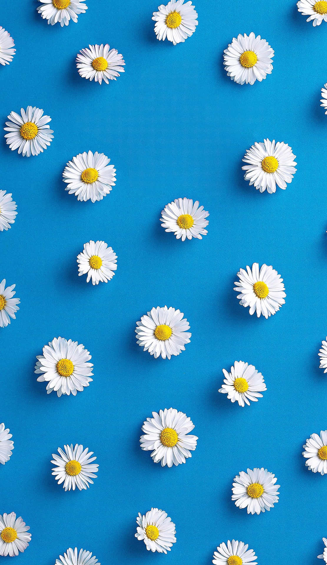 1120x1920 Download A Blue Background With White Daisies, Phone