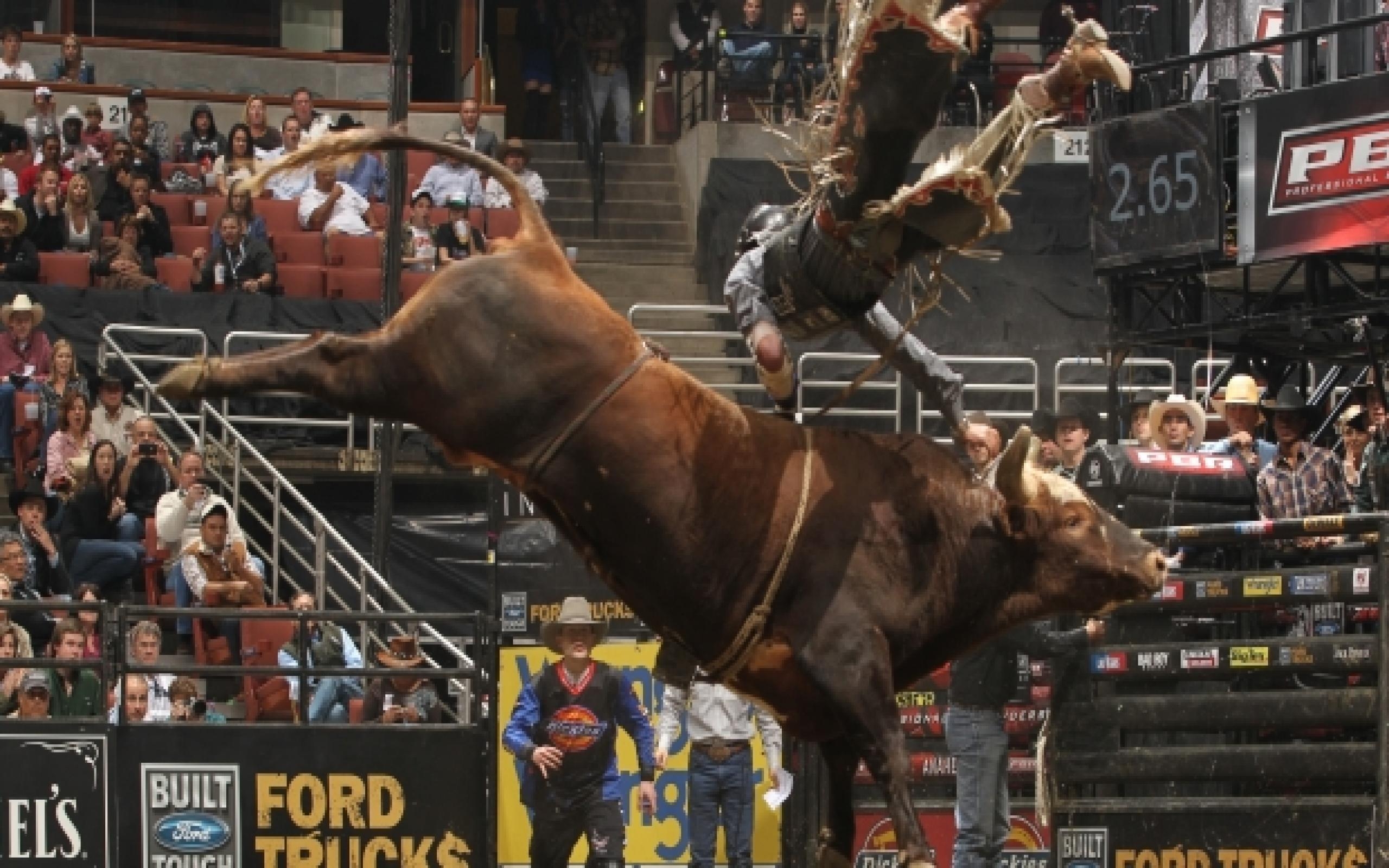 2560x1600 Pbr Bull Riding Wallpaper (620x 234.19 Kb), Desktop