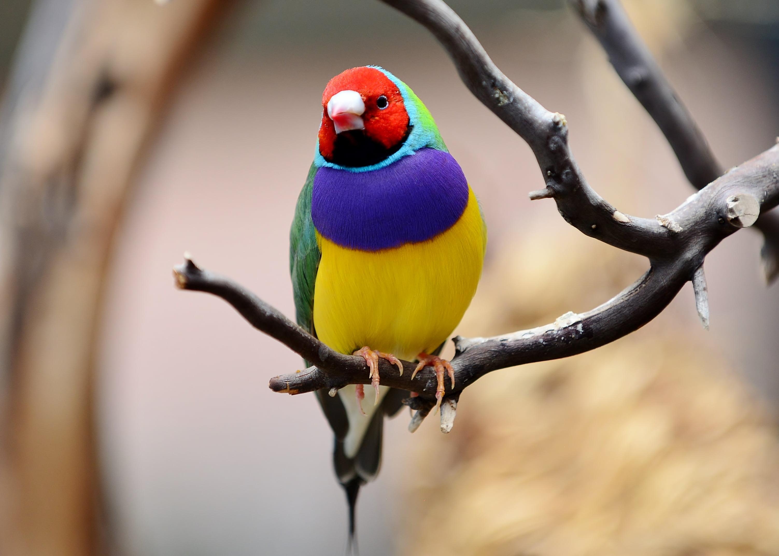 3010x2150 Closeup photography of Gouldian finch perching on branch HD, Desktop