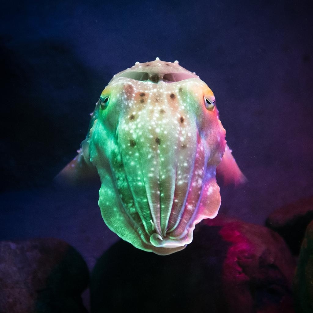 1030x1030 Cute Cuttlefish Wallpaper for Android, Phone