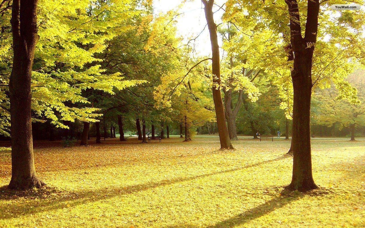 1280x800 Autumn Trees Wallpaper, Desktop