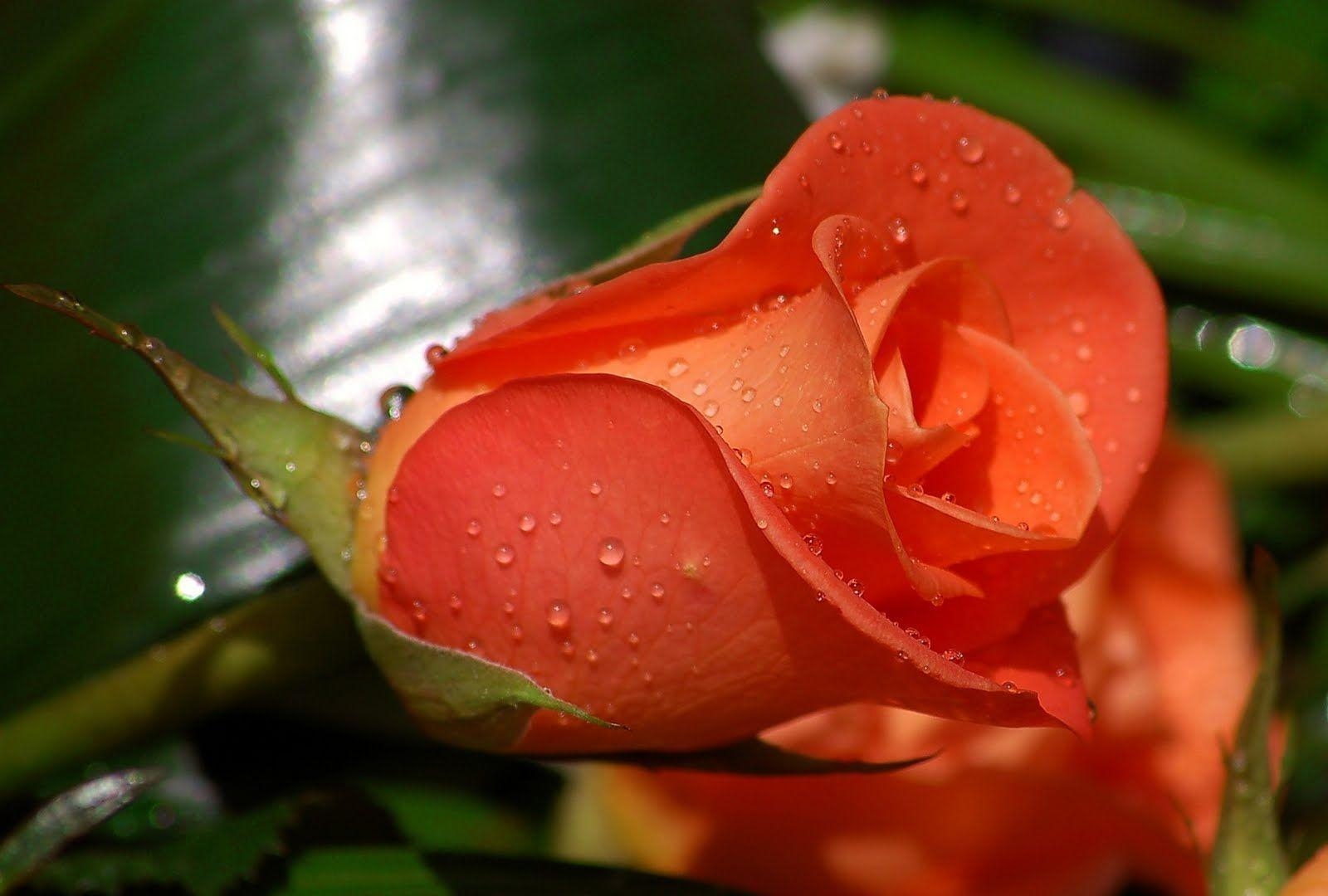 1600x1080 Rose Flowers HD Wallpaper Wallpaper Inn, Desktop