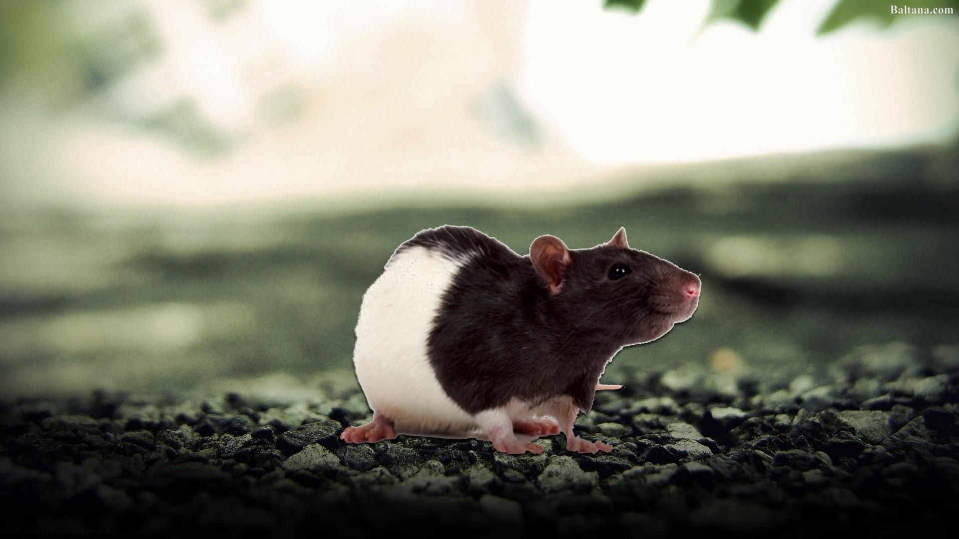 1920x1080 Rat Wallpaper HD Background, Image, Pics, Photo Free Download, Desktop