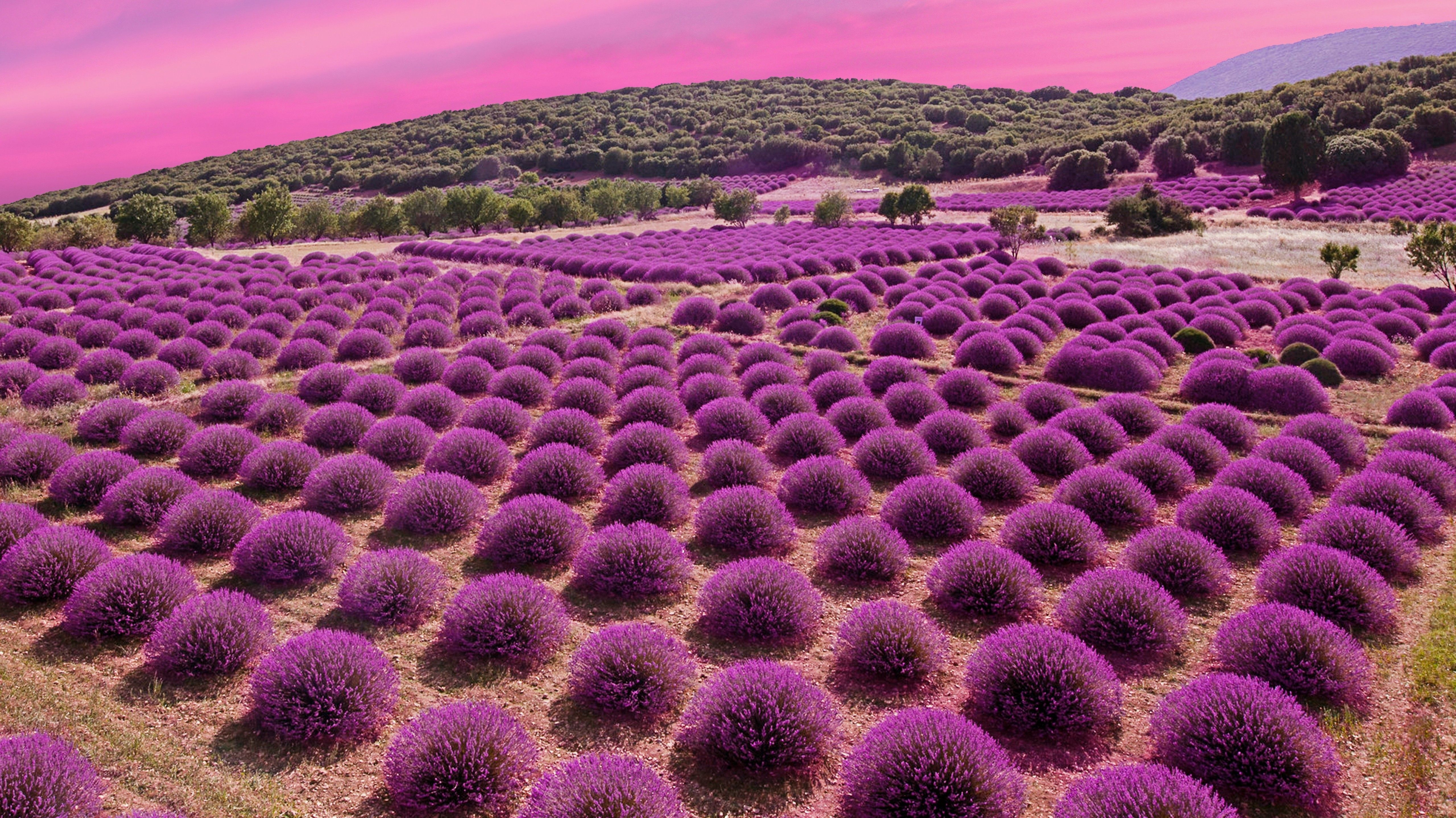 5120x2880 Lavender Fields 4K Wallpaper, Landscape, Pink sky, Garden, Blossom, Nature, Desktop