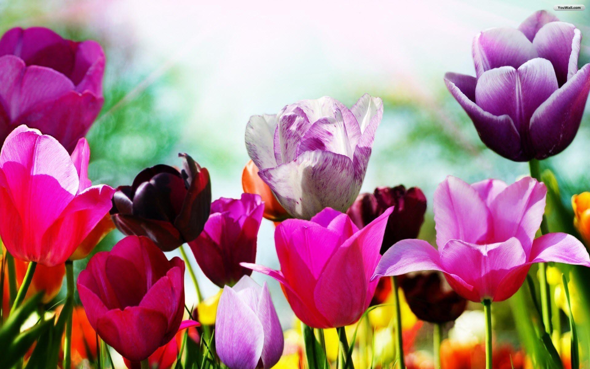 1920x1200 Spring Wallpaper Free Download, Desktop