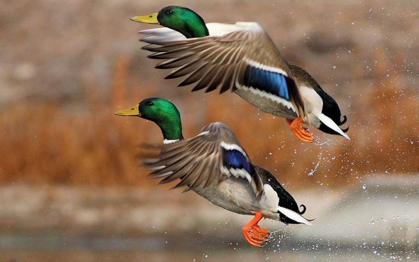 1440x900 Duck Hunting Azerbaijan, Desktop