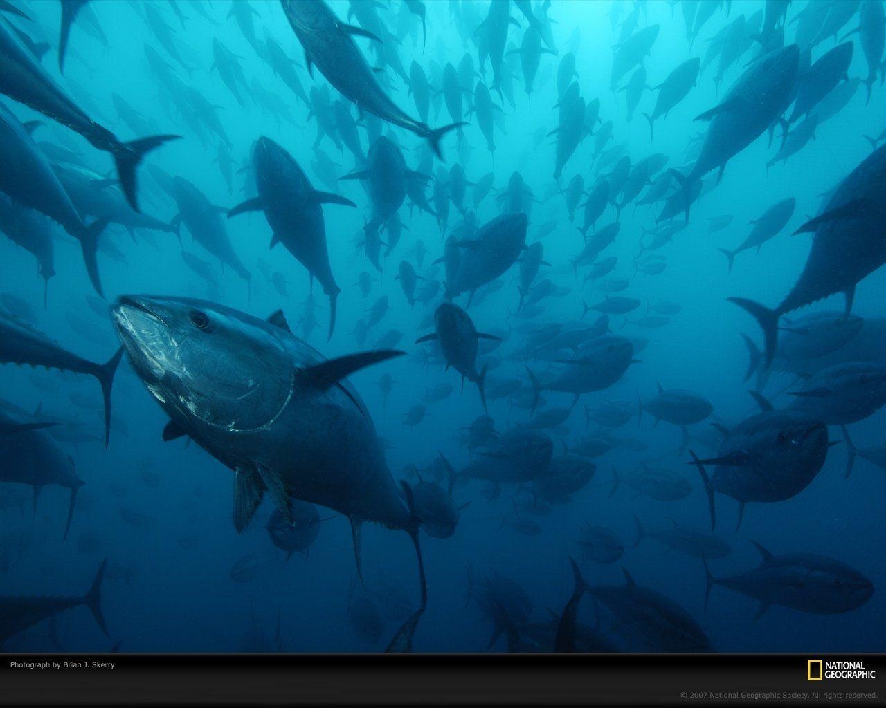 1280x1030 Tuna HD Wallpaper and Background Image, Desktop