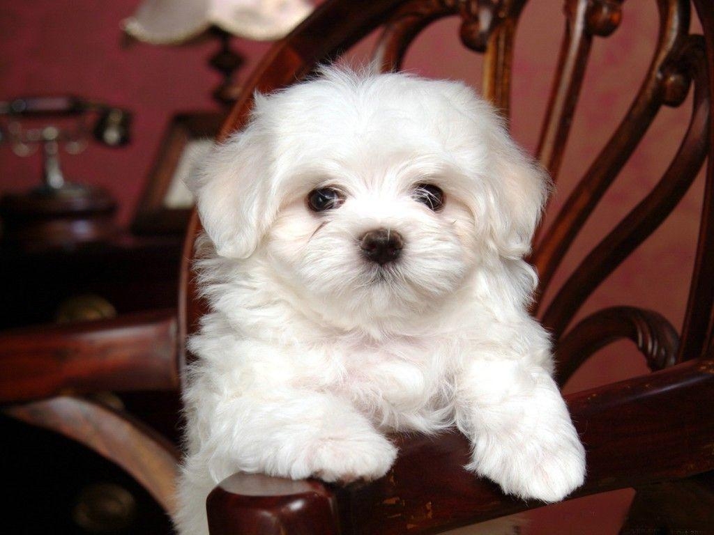 1030x770 Download White Dog Chair Cute Wallpaper. Full HD Wallpaper, Desktop