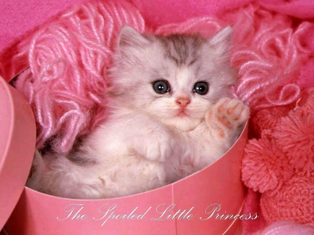 1030x770 Cute Kittens And Puppies Wallpaper Wallpaper 3019, Desktop