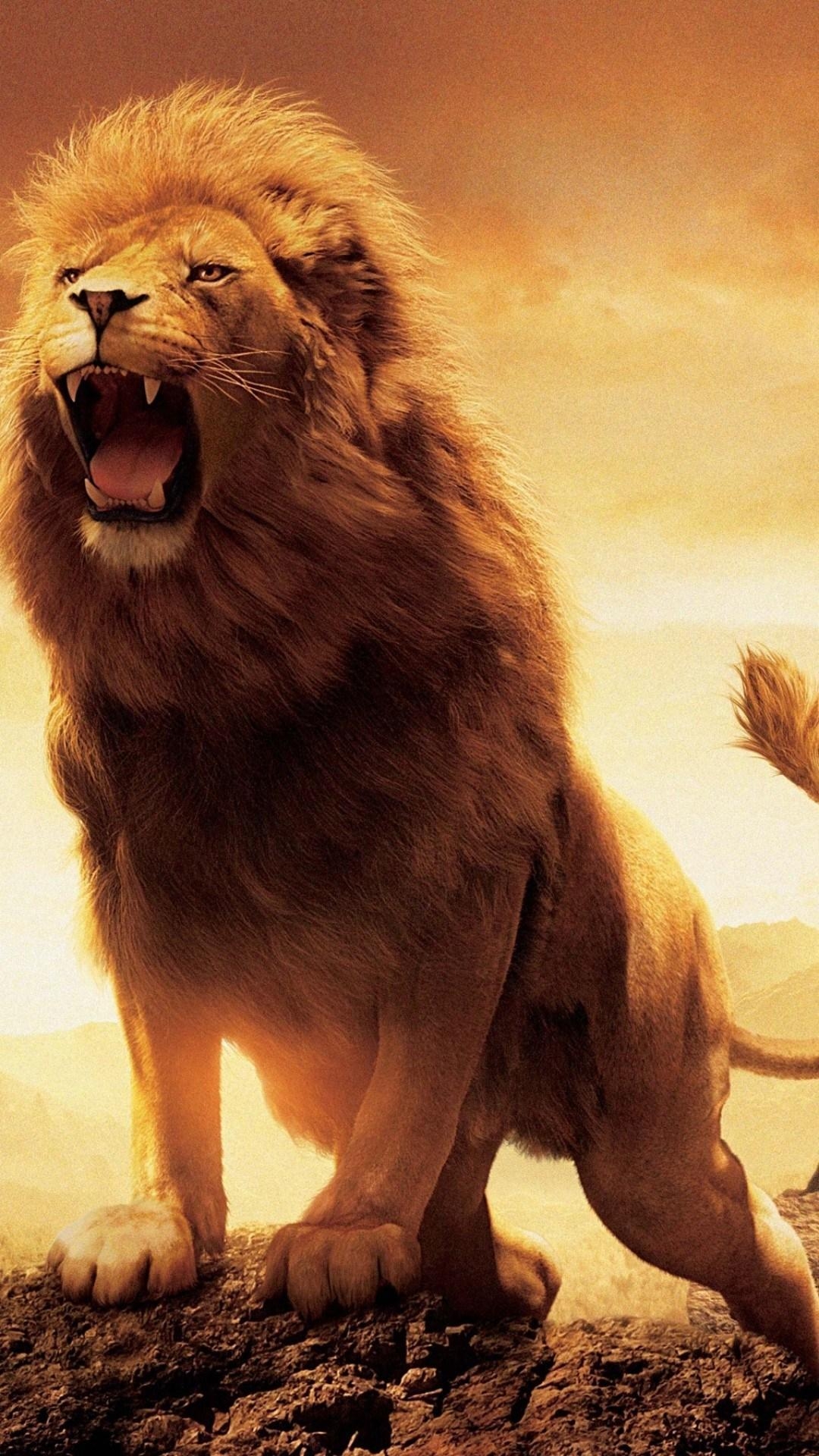 1080x1920 Lion HD Wallpaper For iPhone Wallpaper For iPhone 6, Phone