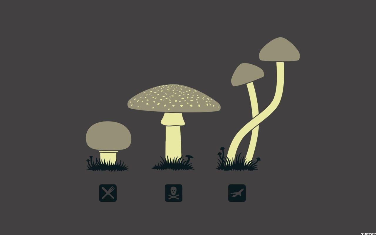 1280x800 Magic Mushrooms Wallpaperx800, Desktop