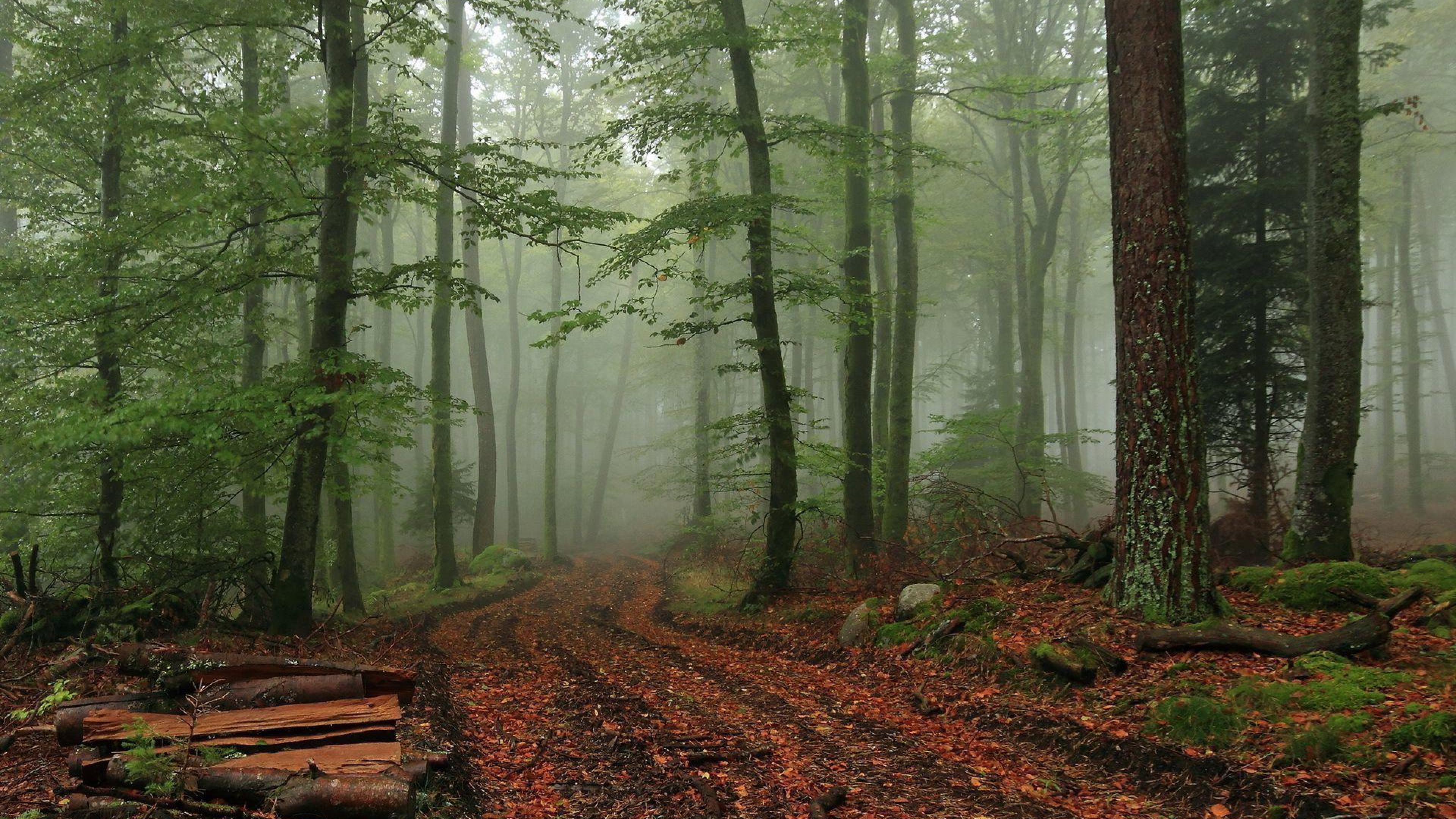 3840x2160 Foggy Forest Wallpaper HD, Desktop