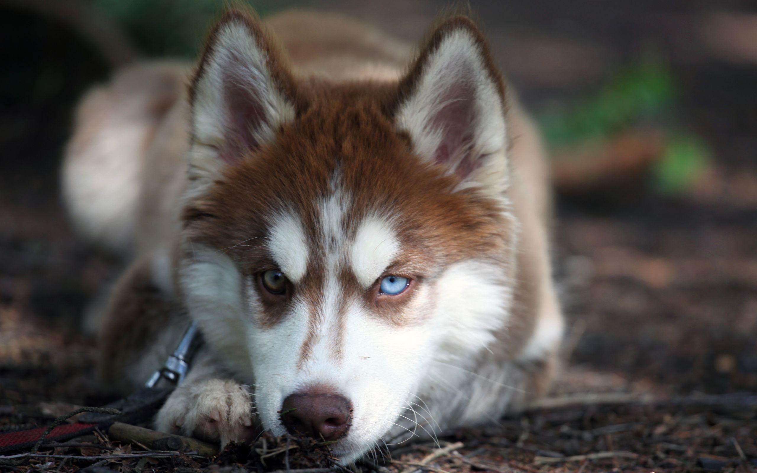 2560x1600 Siberian Husky Puppies Wallpaper Wallpaper Inn, Desktop