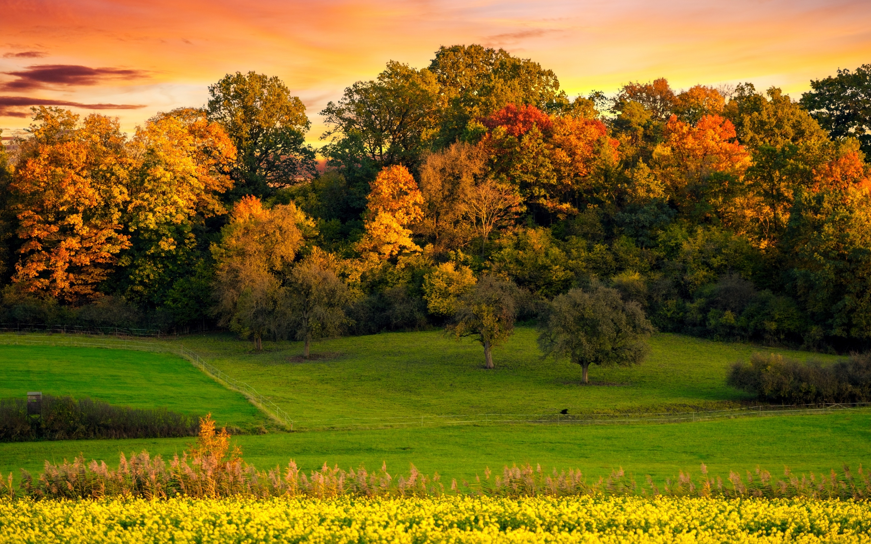 2880x1800 Autumn trees Wallpaper 4K, Sunset, Landscape, Afterglow, Meadow, Nature, Desktop