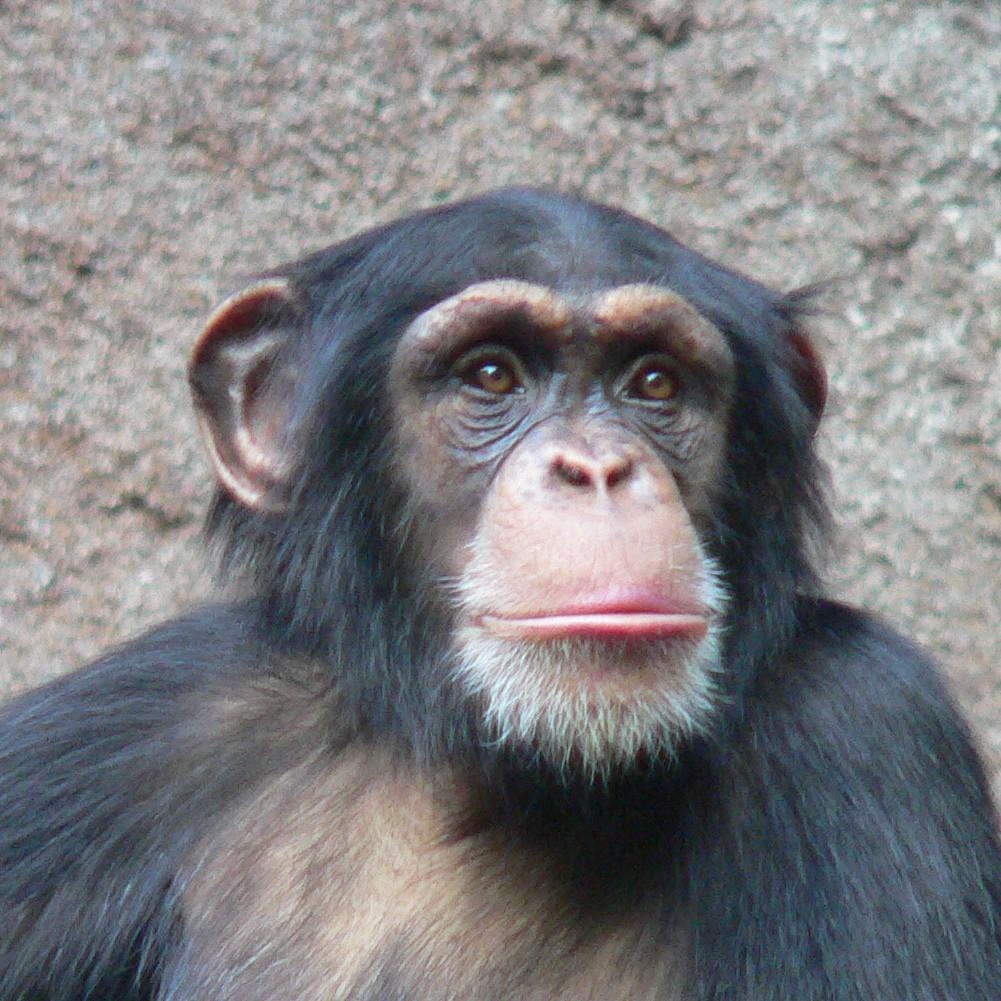 1010x1010 Animals image chimpanzee HD wallpaper and background photo, Phone