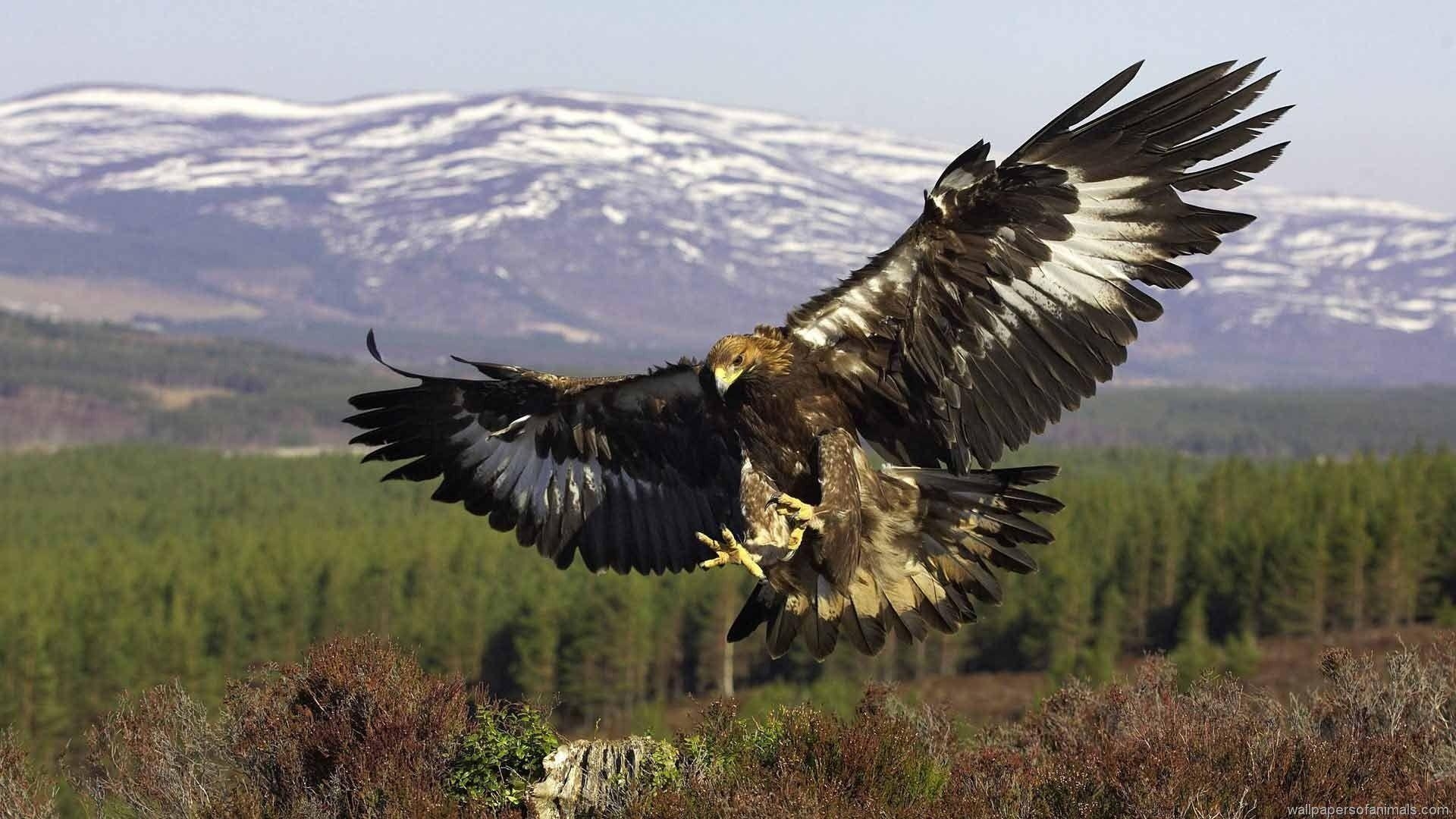 1920x1080 Vulture Flying Wallpaper, Desktop