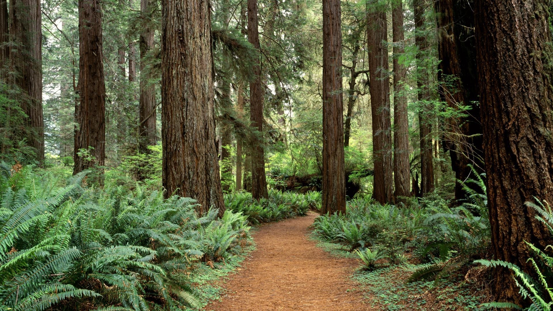 1920x1080 Prairie Creek Redwoods State Park, near Crescent City, Ca. Two, Desktop